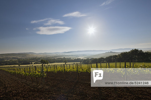 Italien  Toskana  Kreta  Blick auf den Weinberg bei Sonnenaufgang