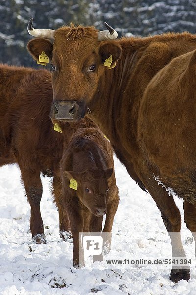 Deutschland  Rind und Kalb mit beschrifteten Ohren auf Schnee