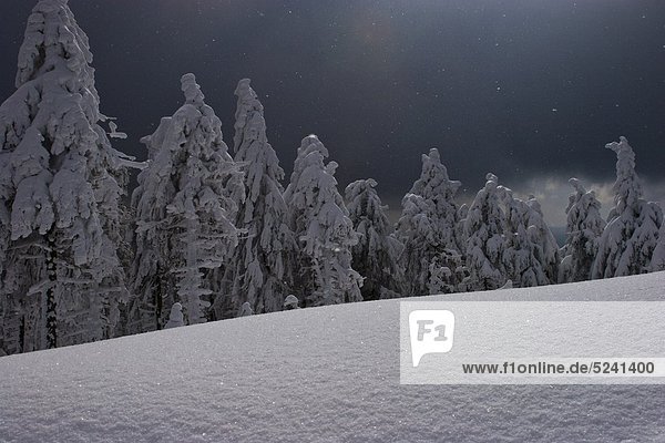 Deutschland  Harz  Tannenwald im Winter bei Nacht