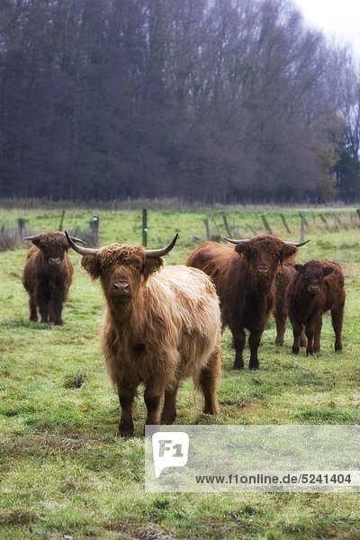 Deutschland  Harz  Langhaarige Rinder auf dem Feld