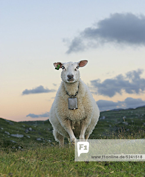Schaf auf Weide  vor Abendhimmel