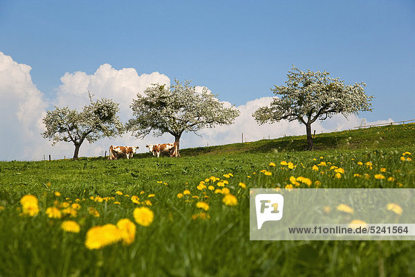 Germany  Munich  Muensing  View of cows grazing in meadow