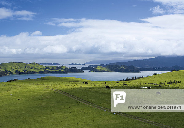 Neuseeland  Nordinsel  Coromandel Halbinsel