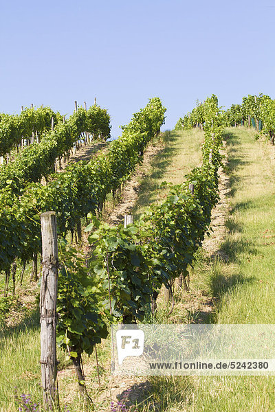 Österreich  Niederösterreich  Weinviertel  Blick auf den Weinberg