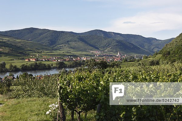 Österreich  Niederösterreich  Wachau  Weißenkirchen  Blick auf das Dorf mit Donau und Weinberg im Vordergrund