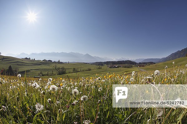 Deutschland  Bayern  Schwaben  Allgäu  Oberallgäu  Ofterschwang  Blick auf Landschaft mit Wiese und Bergen im Hintergrund