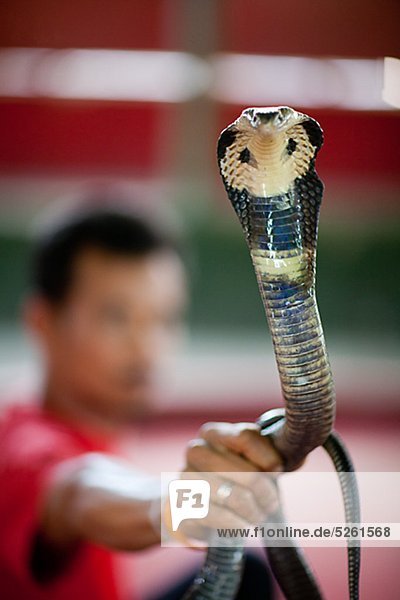 Mann  der Cobra in der hand hält  close-up