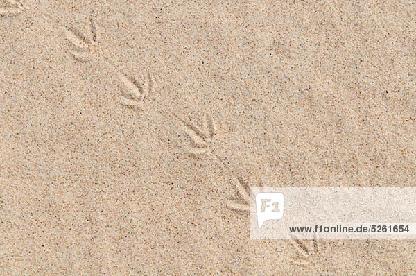 Vogel Fußspuren im Sand  Nahaufnahme  erhöhte Ansicht