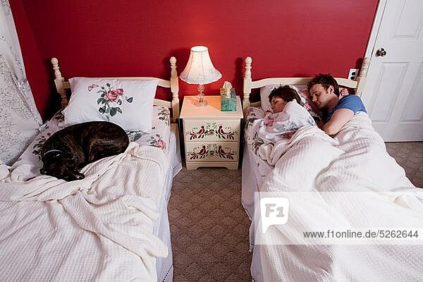 Young couple sharing single bed  dog asleep on other bed
