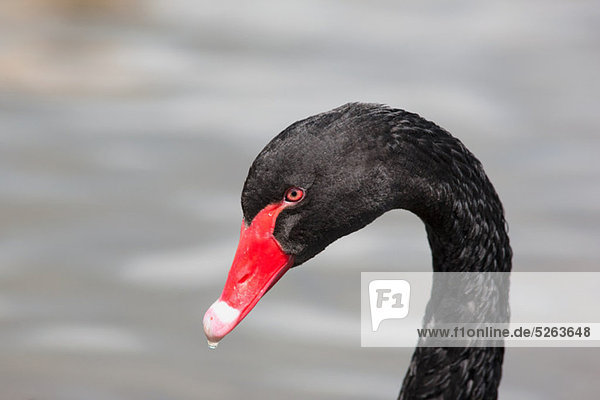 Black swan  portrait