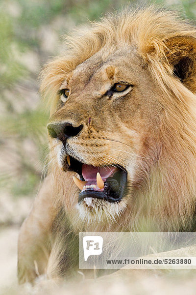Afrikanischer Löwe,  Kopfschuss
