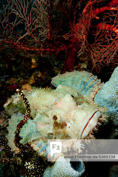 Scorpionfish rests amid sponges