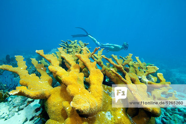 Snorkeler on coral reef