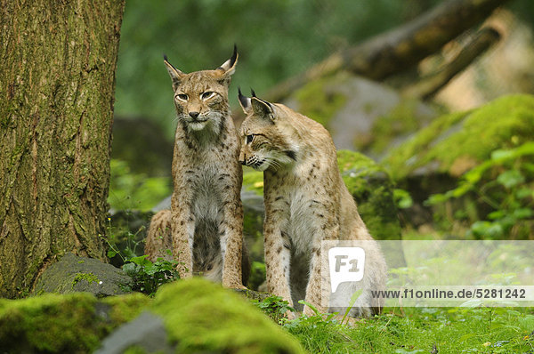 Eurasischer Luchs  lynx lynx  Wildpark Alte Fasanerie Hanau  Hessen  Deutschland  Europa