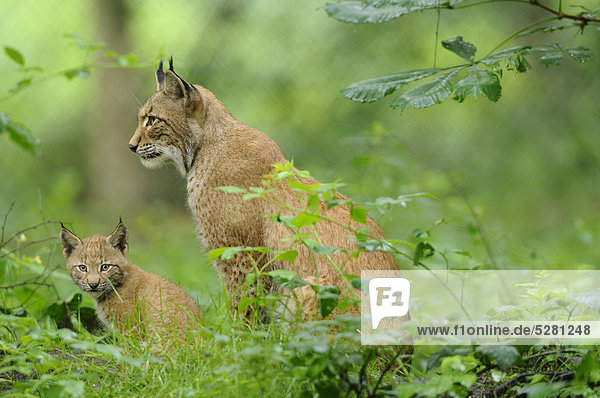 Eurasischer Luchs  lynx lynx  mit Jungtier  Wildpark Alte Fasanerie Hanau  Hessen  Deutschland  Europa