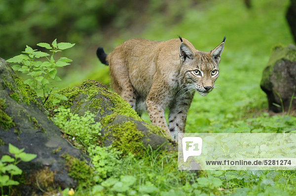 Eurasischer Luchs  lynx lynx  Wildpark Alte Fasanerie  Hanau  Hessen  Deutschland  Europa