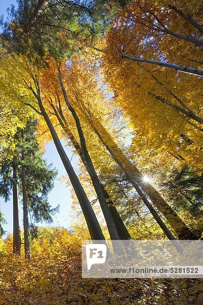 Autumnal forest at the Gaisberg Austria