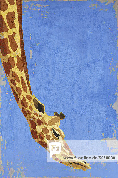 Giraffe beugt sich hinab