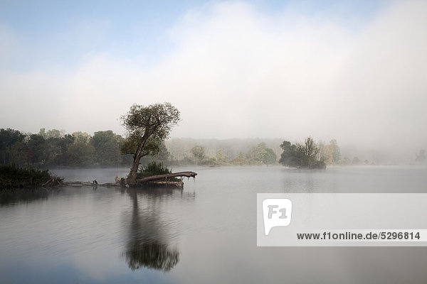 Tree in fog in the backwaters of the Danube River  Stepperg  Bavaria  Germany  Europe