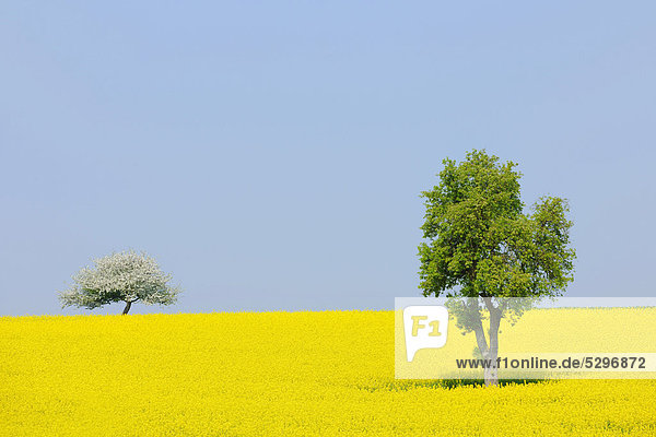 Pear tree (Pyrus) and a flowering apple tree (Malus) in a canola field  Lower Franconia  Bavaria  Germany  Europe