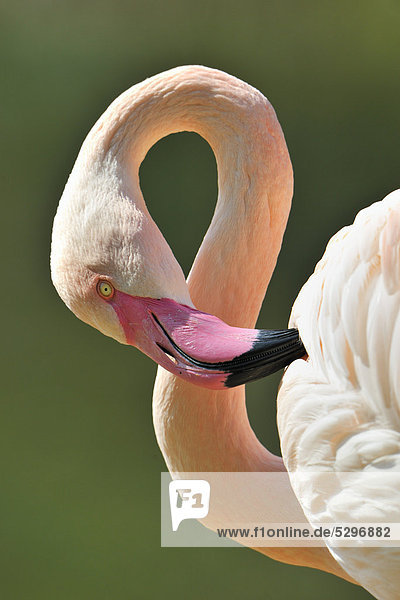 Chilean Flamingo (Phoenicopterus chilensis)  portrait