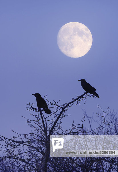Rooks (Corvus frugilegus) with moon  composing