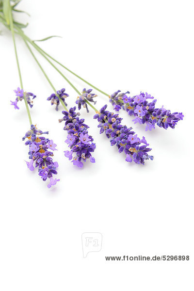 Lavender (Lavandula angustifolia)