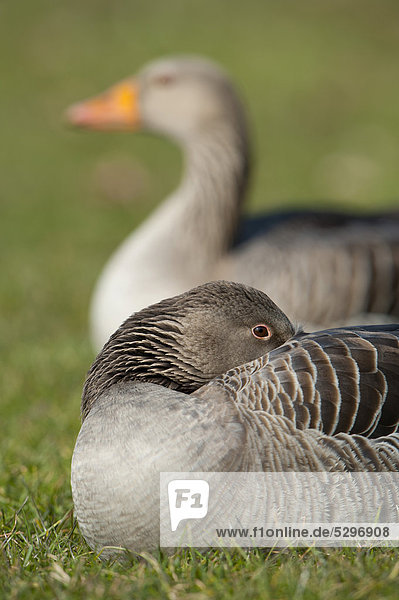 Greylag or Graylag geese (Anser anser)  Stuttgart  Baden-Wuerttemberg  Germany  Europe