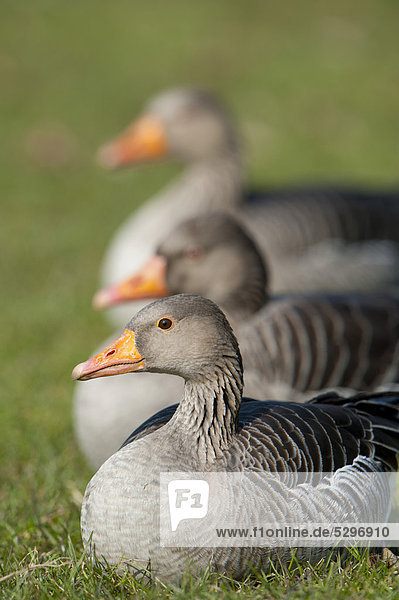 Greylag or Graylag geese (Anser anser)  Stuttgart  Baden-Wuerttemberg  Germany  Europe