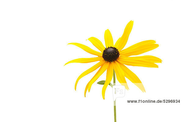 Yellow Coneflower (Rudbeckia fulgida)
