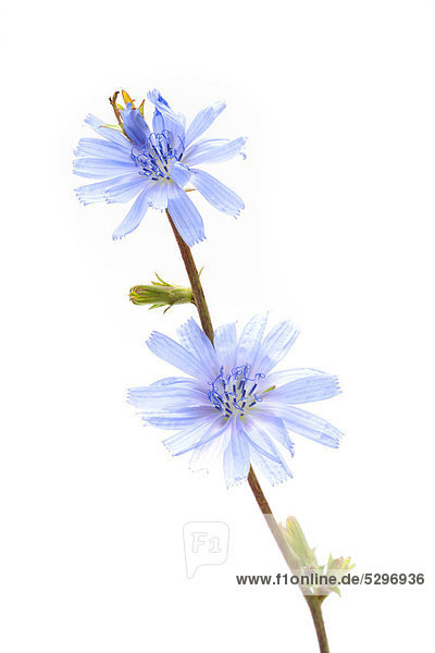 Common Chicory (Cichorium intybus)  medicinal plant