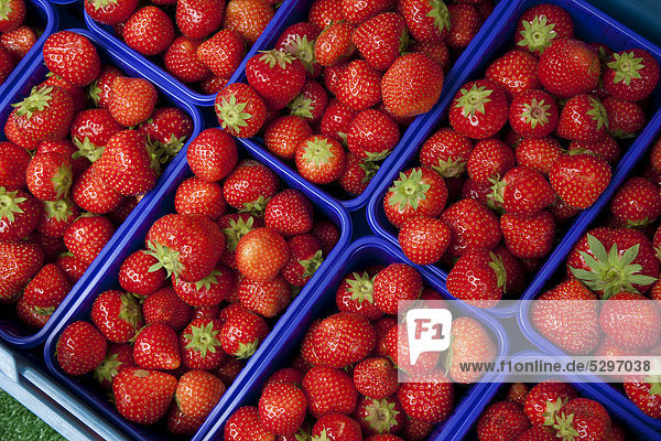 Schalen mit Erdbeeren am Marktstand