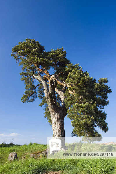 Denkmalgesch¸tzte Kiefer (Pinus sp.) am Teich Korbel  Velka Bites  Bezirk Zdar nad S·zavou  Region Vysocina  Tschechische Republik  Europa