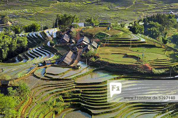 Houses  rice farmers  green rice terraces  rice paddies in Sapa or Sa Pa  Lao Cai province  northern Vietnam  Vietnam  Southeast Asia  Asia
