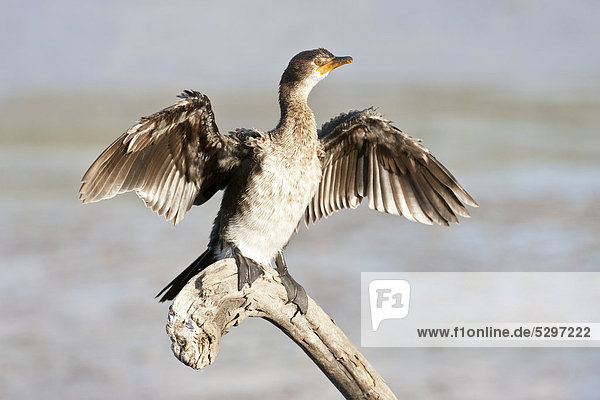 Cape cormorant or Cape shag (phalacrocorax capensis) at Wilderness National Park  South Africa