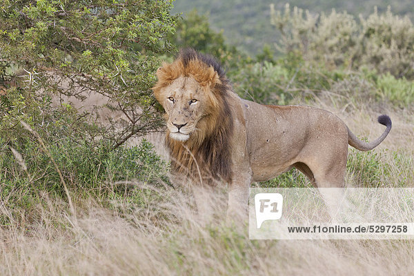 Male lion (Leo panthera) at the Addo Elephant Park  South Africa