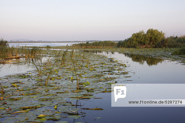 Danube Delta  UNESCO World Heritage Site  Romania  Europe