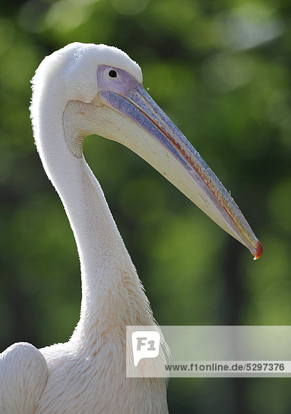Great White Pelican (Pelecanus onocrotalus)  portrait
