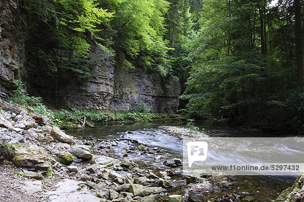 Wall of Muschelkalk  shellbearing limestone rock along the Wutach River in the Wutach Gorge Nature Reserve  Black Forest  Baden-Wuerttemberg  Germany  Europe