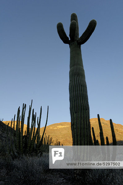 Saguaro oder Sahuaro (Carnegiea gigantea) Organ Pipe Cactus National Monument Schutzgebiet Arizona USA Amerika