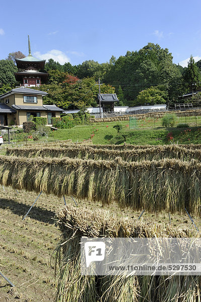 Rice ricks at the pagoda in Iwakura near Kyoto  Japan  Asia