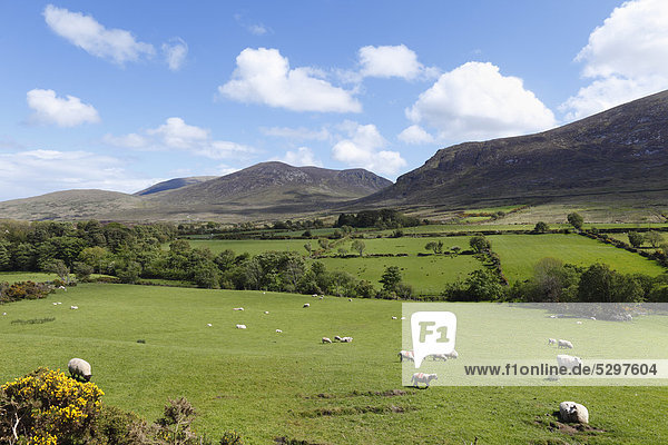 Pastures with grazing sheep  Mourne Mountains  County Down  Northern Ireland  Ireland  Great Britain  Europe
