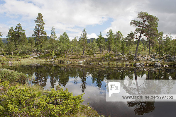 Trees reflected in water  shore  Scots Pine (Pinus sylvestris)  Lake Djupsj¯en  Femundsmarka National Park near ElgÂ  Hedmark province  Norway  Scandinavia  Northern Europe  Europe