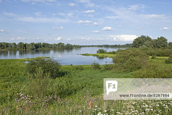 Elbe River near Hitzacker  Elbhoehen-Wendland Nature Park  Lower Saxony  Germany  Europe