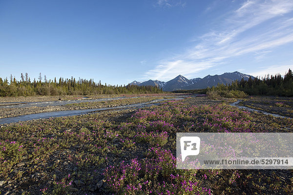Blooming Broad-leaved Willowherb (Epilobium montanum) near subalpine creek  St. Elias Mountains behind  Kluane National Park and Reserve  Yukon Territory  Canada