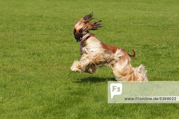 Afghan Hound dog (Canis lupus familiaris)  male  sighthound breed