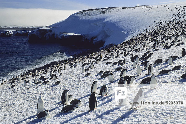 Chinstrap penguins (Pygoscelis antarctica) on Zavodovski Island  South Sandwich Islands  Antarctica