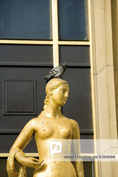 Taube auf goldener Statue gehockt