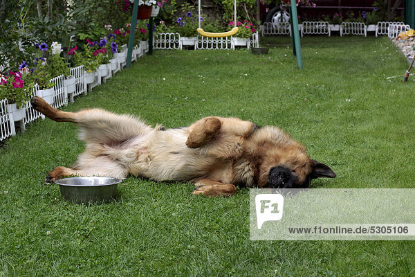 Deutscher Schäferhund spielt  wälzt sich im Garten