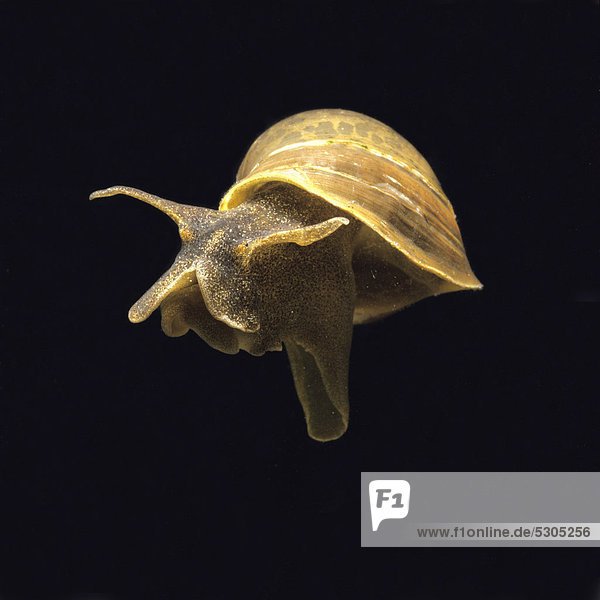 Ohrschlammschnecke (Radix auricularia  Lymnaea auricularia)